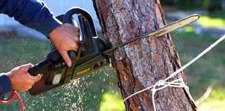 Best Palm Tree Trimming  in Trucksville, PA