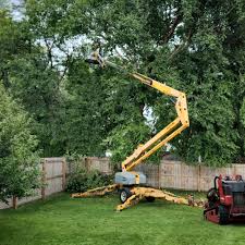 Best Tree Preservation Services  in Trucksville, PA