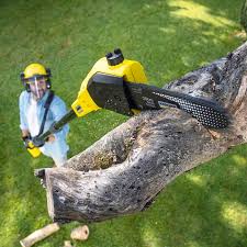 Best Lawn Disease Treatment  in Trucksville, PA