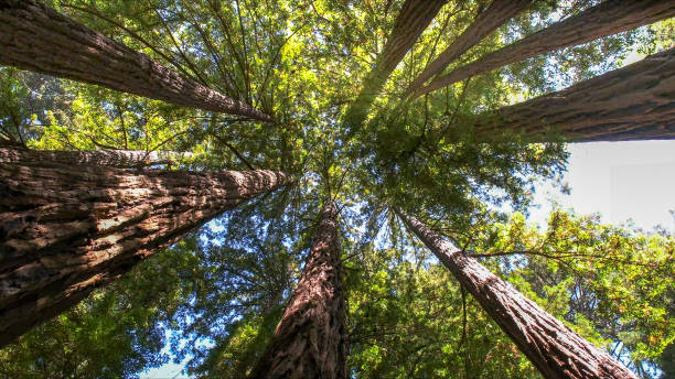 Best Tree and Shrub Care  in Trucksville, PA