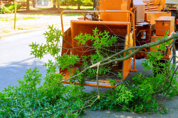 Best Artificial Turf Installation  in Trucksville, PA