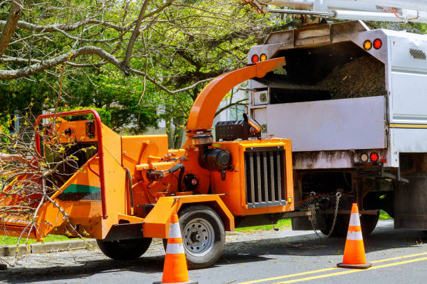 Best Stump Grinding and Removal  in Trucksville, PA