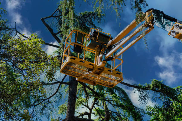 Best Commercial Tree Services  in Trucksville, PA