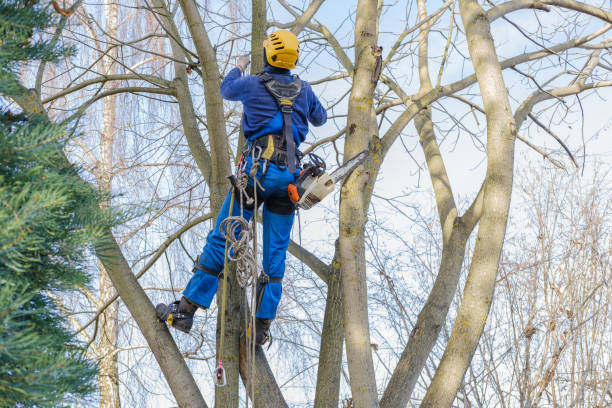 Best Tree Mulching  in Trucksville, PA