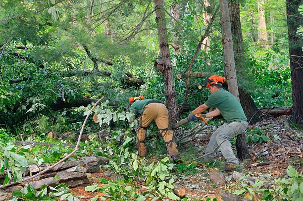 Best Tree Health Inspection  in Trucksville, PA