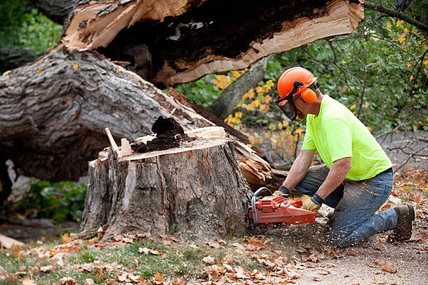 Best Lawn Grading and Leveling  in Trucksville, PA