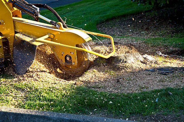 Lawn Pest Prevention in Trucksville, PA