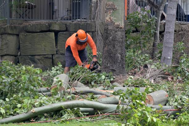 Reliable Trucksville, PA Tree Services Solutions