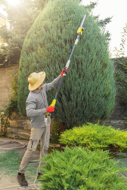 Best Leaf Removal  in Trucksville, PA