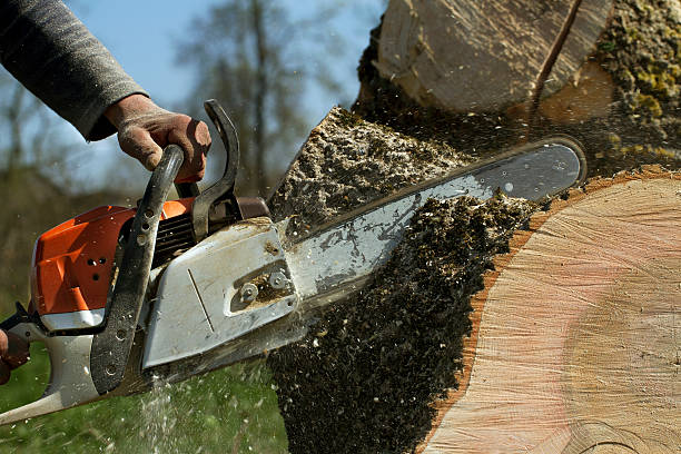 How Our Tree Care Process Works  in  Trucksville, PA